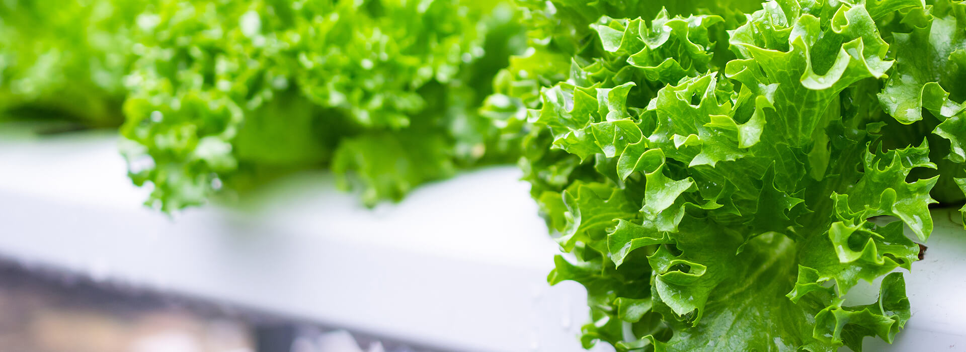 Duggfrisk salat ligger på bord